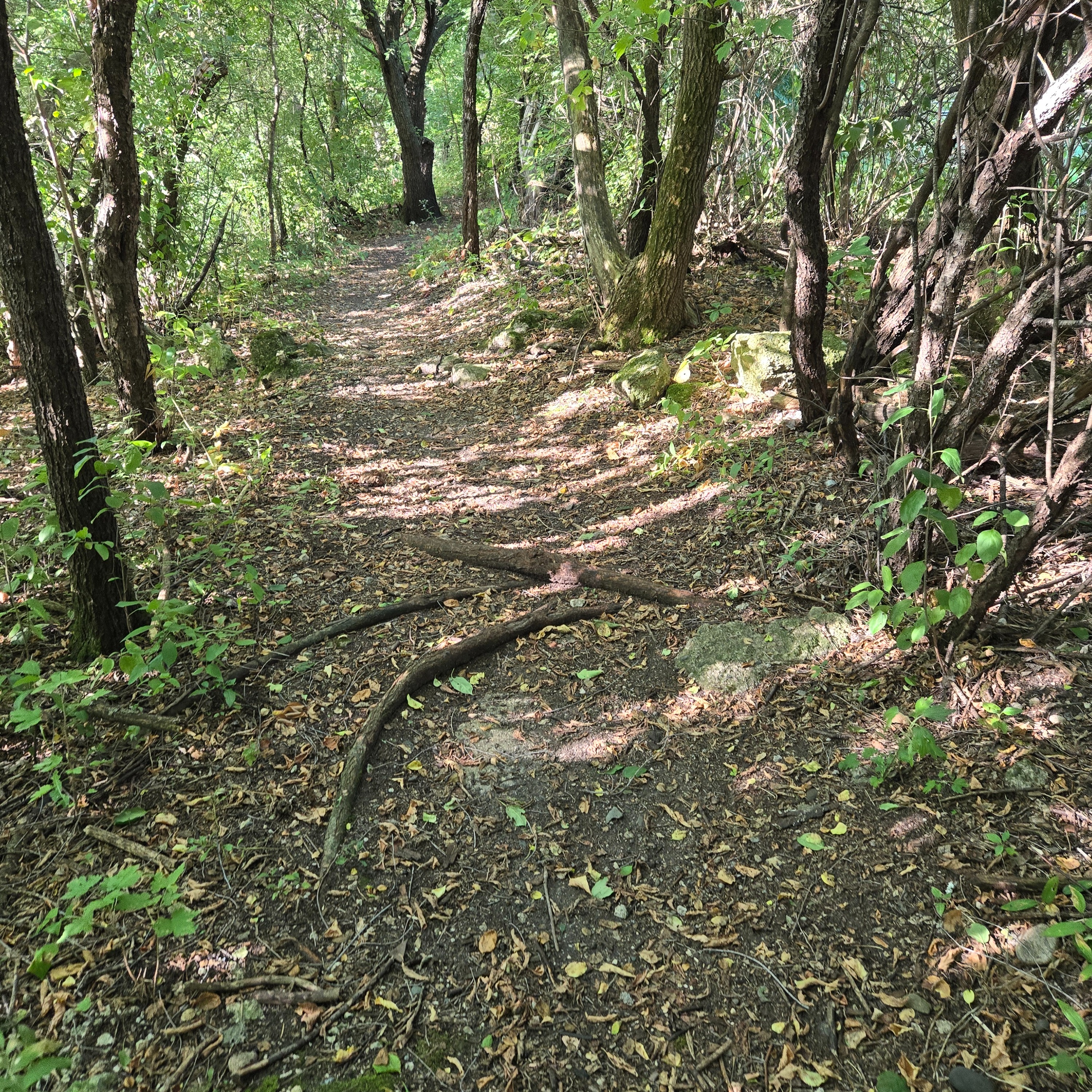 “Of all the paths you take in life, make sure a few of them are dirt.”
― John Muir

#nature #woodlands #woods #dirt #walkinginnature #walking #motherearth #mothernature