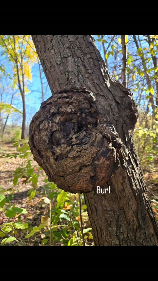 A walk in the Arb

#nature #woodland #naturewalk