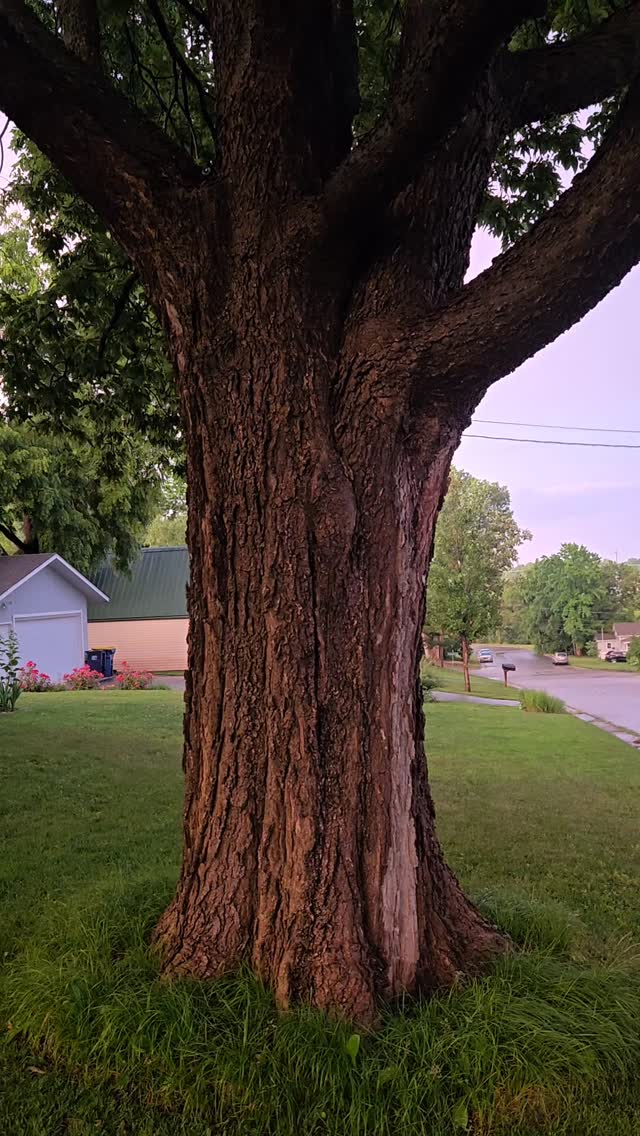 I am endlessly in awe of this Hackberry. The colors after a much needed rainfall... 

Hackberry #naturesbeauty #hugatree