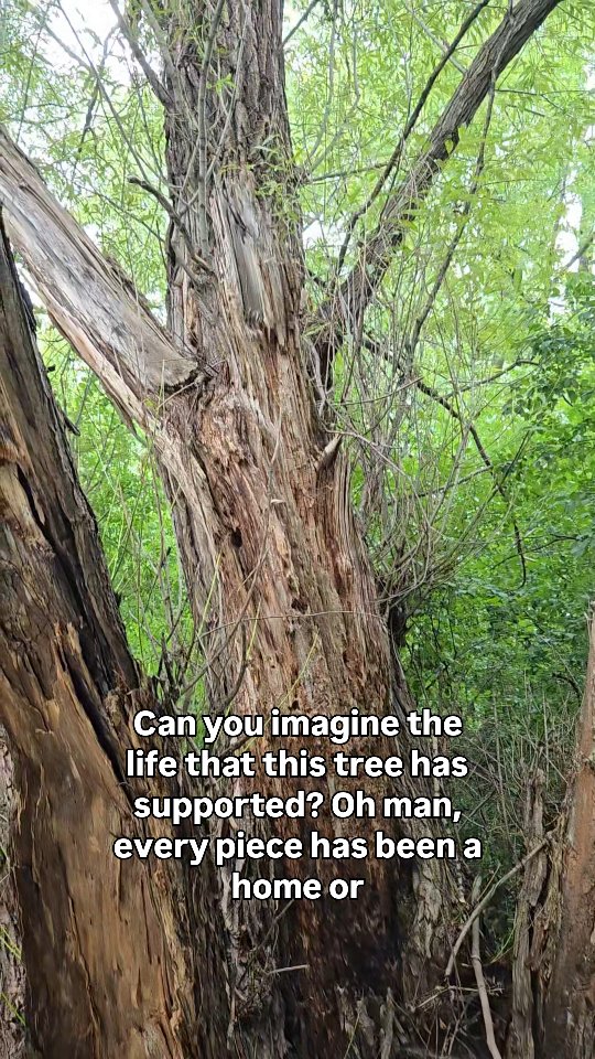 I am a tree hugger!