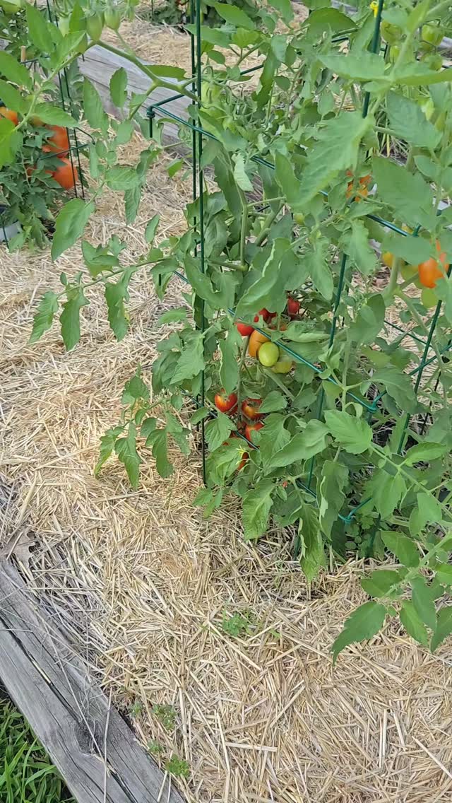 Tomato tour! Great cultivars and mulch I love. 

#tomatoes #gardening #gardenbitewithteriknight
